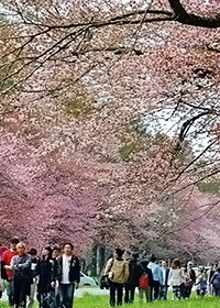 北海道/しずない桜まつり