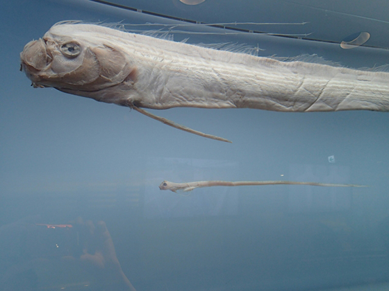 リュウグウノツカイ