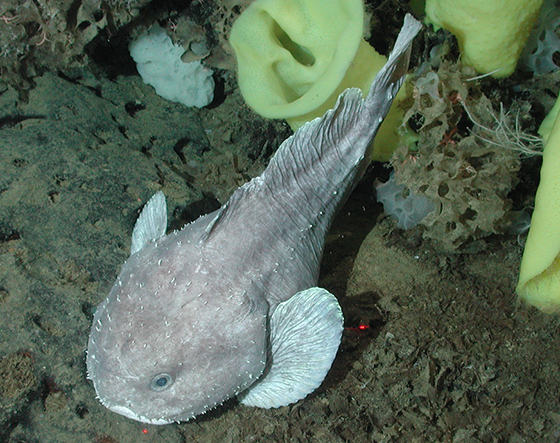 ブロブフィッシュ