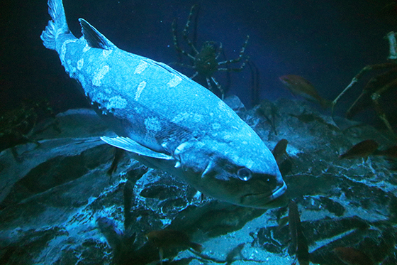 アブラボウズ写真