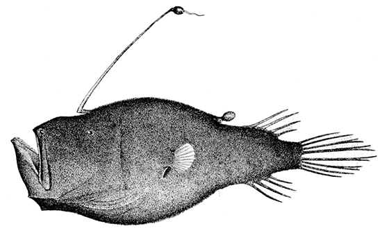 ミツクリエナガチョウチンアンコウ