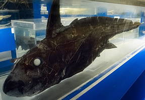 ムラサキギンザメ