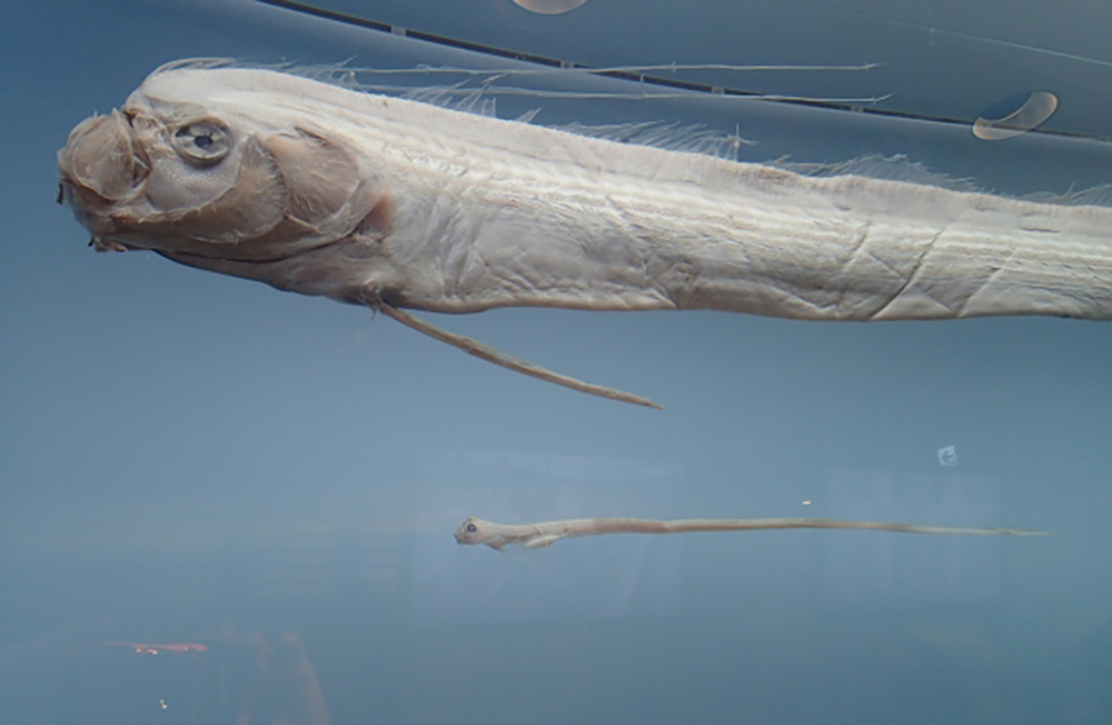 リュウグウノツカイ