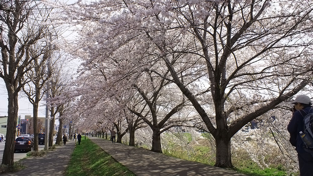 新川桜並木